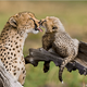 Illustration for article titled The years best wildlife photos show nature at its cruelest — and most tender